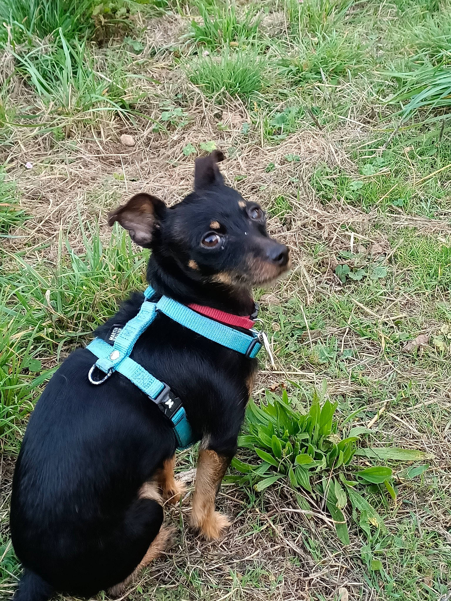 Jicé a rejoint le concours — aidez-le/la à gagner de superbes lots ! canidae, carnivore, collar, companion_dog, dog, dog_breed, dog_collar, dog_supply, fashion_accessory, fawn, grass, guard_dog, leash, pet_supply, plant, snout, sporting_group, tail, working_animal, working_dog