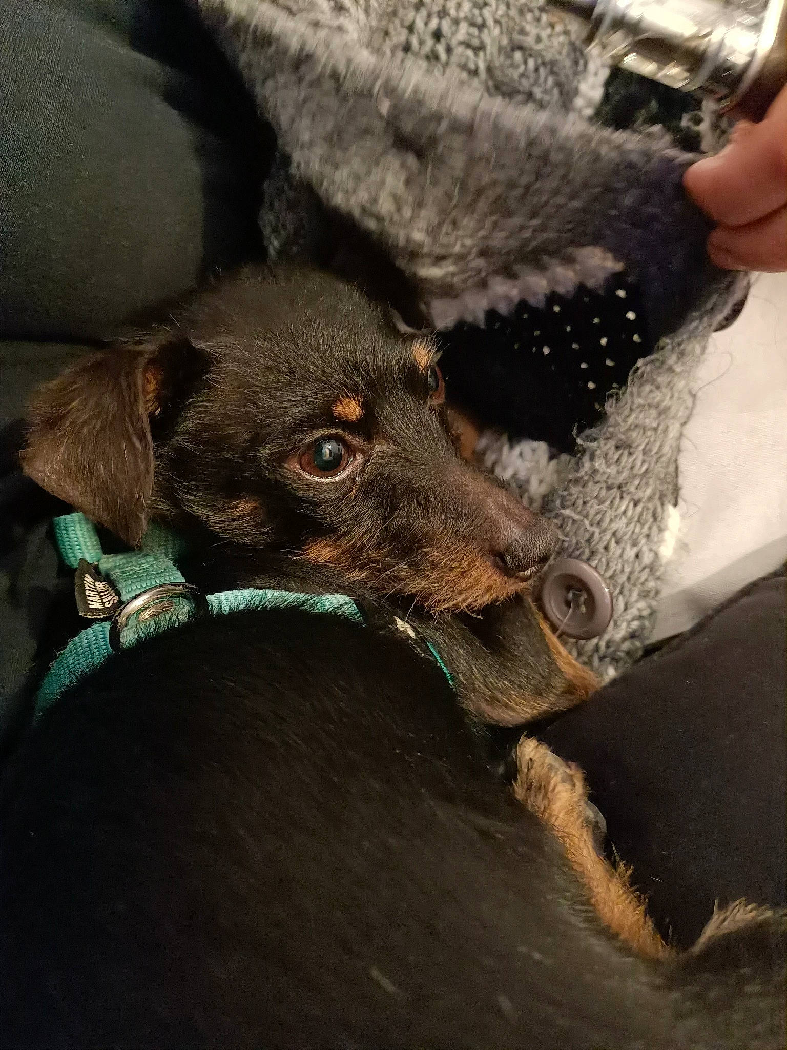 Jicé a rejoint le concours — aidez-le/la à gagner de superbes lots ! borador, canidae, carnivore, collar, companion_dog, dog, dog_breed, dog_collar, ear, fawn, fur, guard_dog, hunting_dog, liver, nail, non_sporting_group, snout, sporting_group, whiskers, working_animal