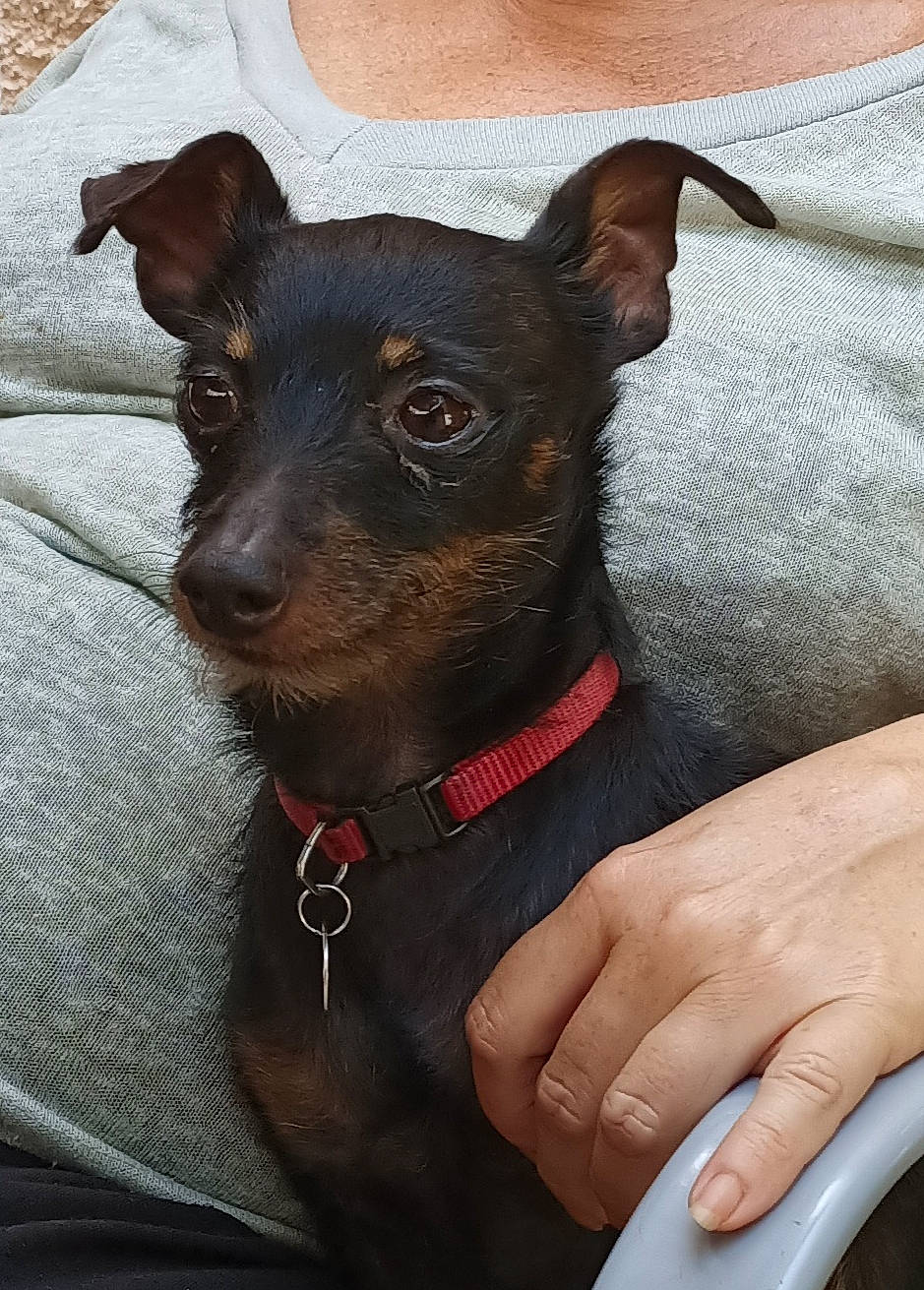 Jicé participe au concours pour gagner de l'argent avec cette photo : canidae, carnivore, collar, companion_dog, dog, dog_breed, dog_collar, ear, fashion_accessory, fawn, fur, liver, nail, pet_supply, snout, sporting_group, toy_dog, whiskers, working_animal, working_dog