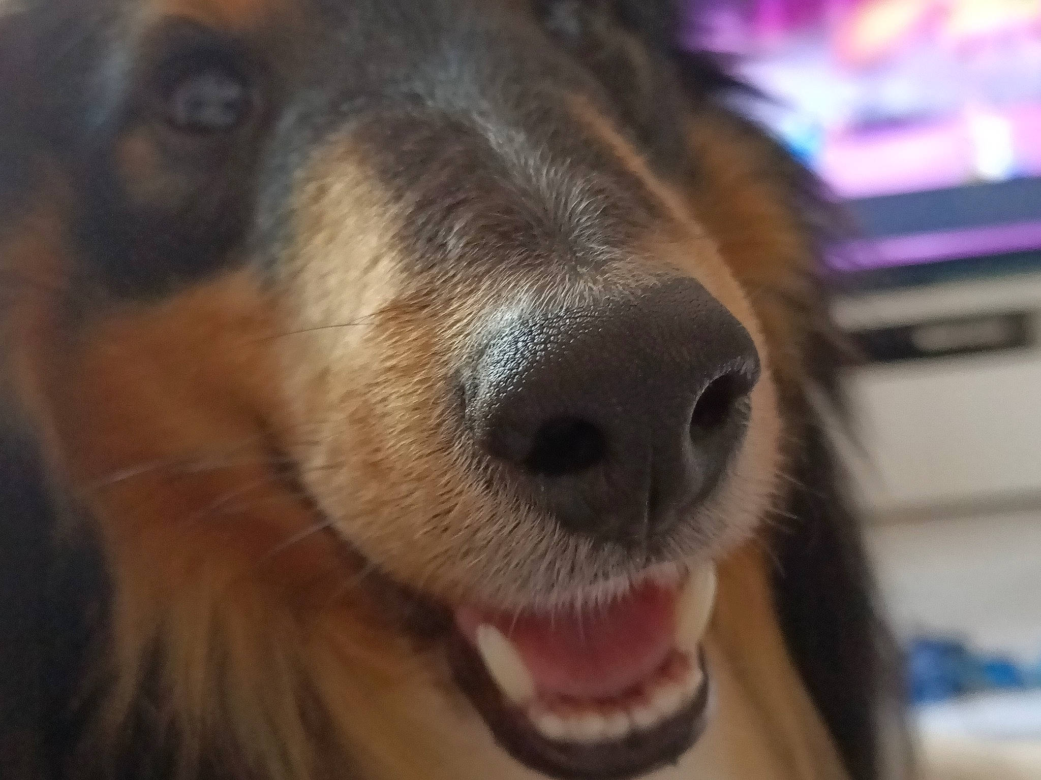 Okara a rejoint le concours — aidez-le/la à gagner de superbes lots ! canidae, carnivore, close_up, companion_dog, computer_keyboard, dog, dog_breed, ear, fawn, fur, liver, nose, paw, snout, sporting_group, whiskers, working_animal, working_dog