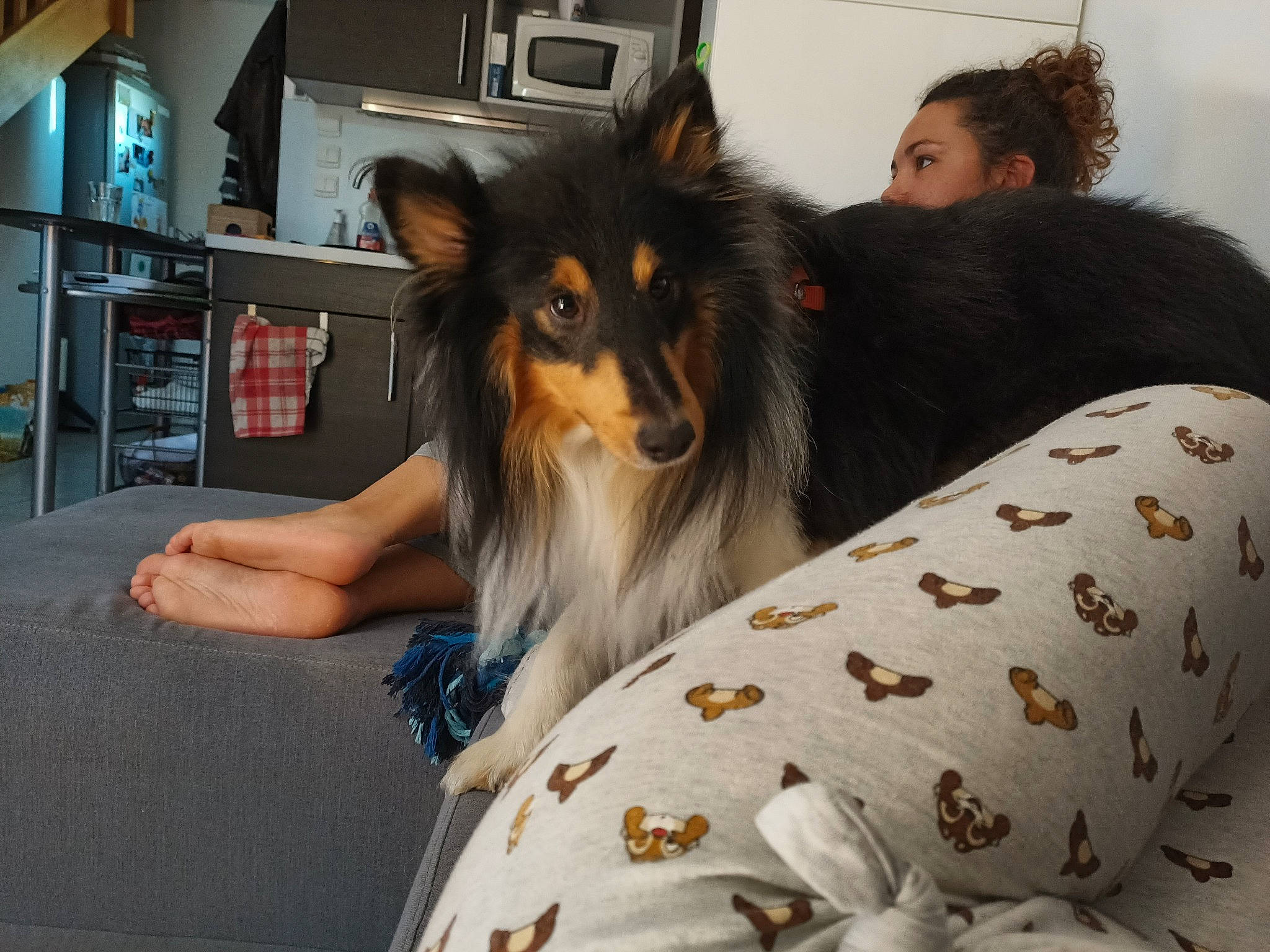 Okara a rejoint le concours — aidez-le/la à gagner de superbes lots ! carnivore, collie, comfort, companion_dog, couch, dog, dog_breed, dog_supply, fawn, flooring, fur, herding_dog, shelf, shetland_sheepdog, sitting, snout, sporting_group, table, whiskers, working_animal