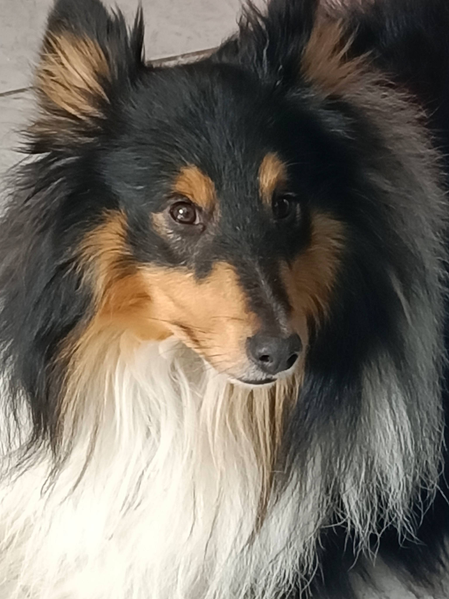 Okara participe au concours pour gagner de l'argent avec cette photo : canidae, carnivore, collie, companion_dog, dog, dog_breed, fur, herding_dog, scotch_collie, snout, sporting_group, whiskers, working_animal, working_dog