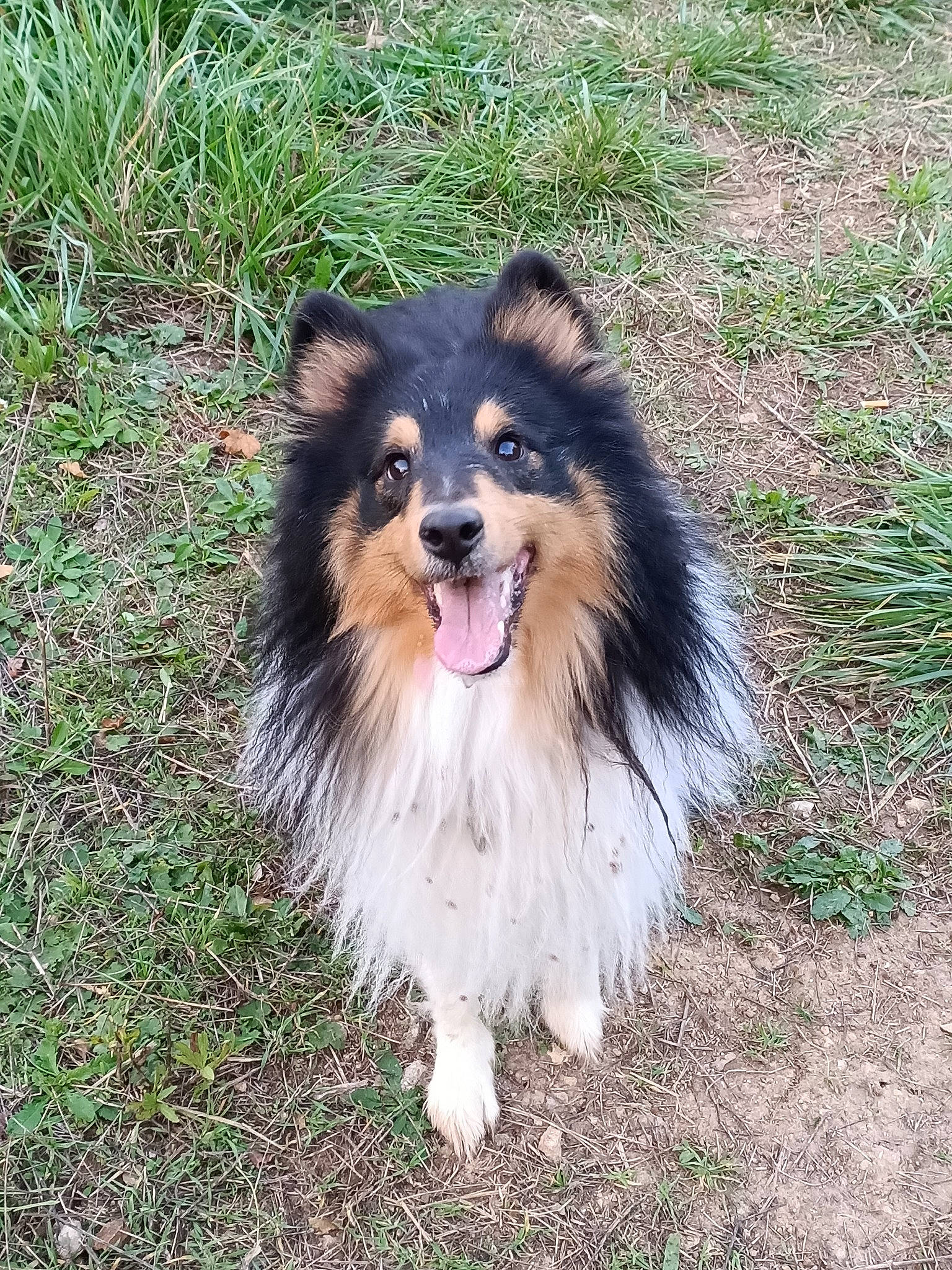 Okara participe au concours pour gagner de l'argent avec cette photo : canidae, carnivore, collie, companion_dog, dog, dog_breed, fur, grass, herding_dog, plant, rough_collie, scotch_collie, shetland_sheepdog, smile, snout, sporting_group, terrestrial_animal, whiskers, working_animal, working_dog