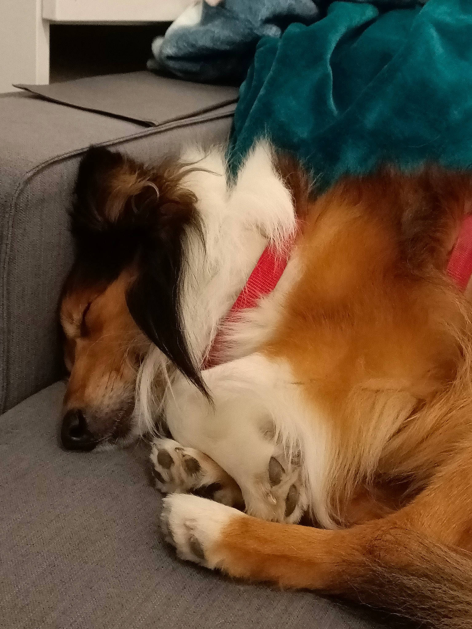 Jeïko participe au concours pour gagner de l'argent avec cette photo : bed, canidae, carnivore, comfort, companion_dog, couch, dog, dog_breed, fawn, felidae, fur, nap, paw, silken_windhound, small_to_medium_sized_cats, snout, sporting_group, tail, whiskers, working_animal