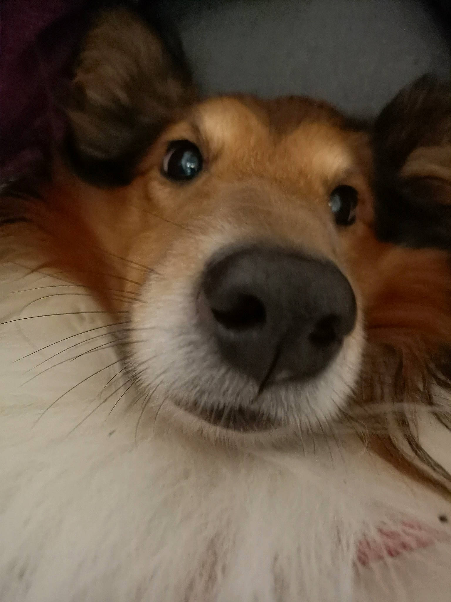 Jeïko a rejoint le concours — aidez-le/la à gagner de superbes lots ! canidae, carnivore, close_up, companion_dog, dog, dog_breed, ear, eye, fawn, fur, jaw, nose, shetland_sheepdog, snout, sporting_group, terrestrial_animal, whiskers, wildlife, wood, working_animal