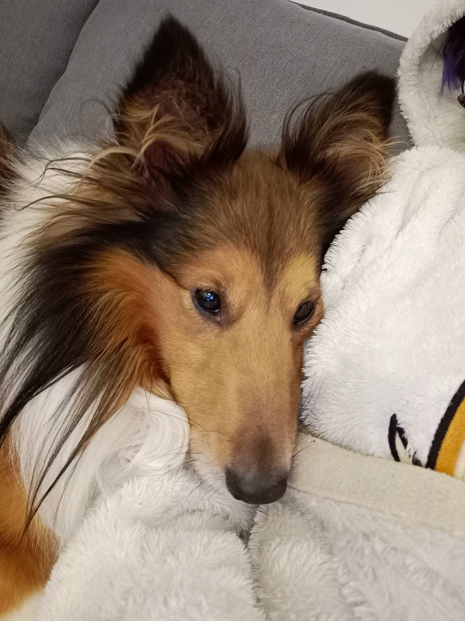 Jeïko a rejoint le concours — aidez-le/la à gagner de superbes lots ! canidae, carnivore, collie, companion_dog, dog, dog_breed, ear, eye, fawn, fur, head, rough_collie, scotch_collie, shetland_sheepdog, snout, sporting_group, tail, terrestrial_animal, whiskers, wildlife