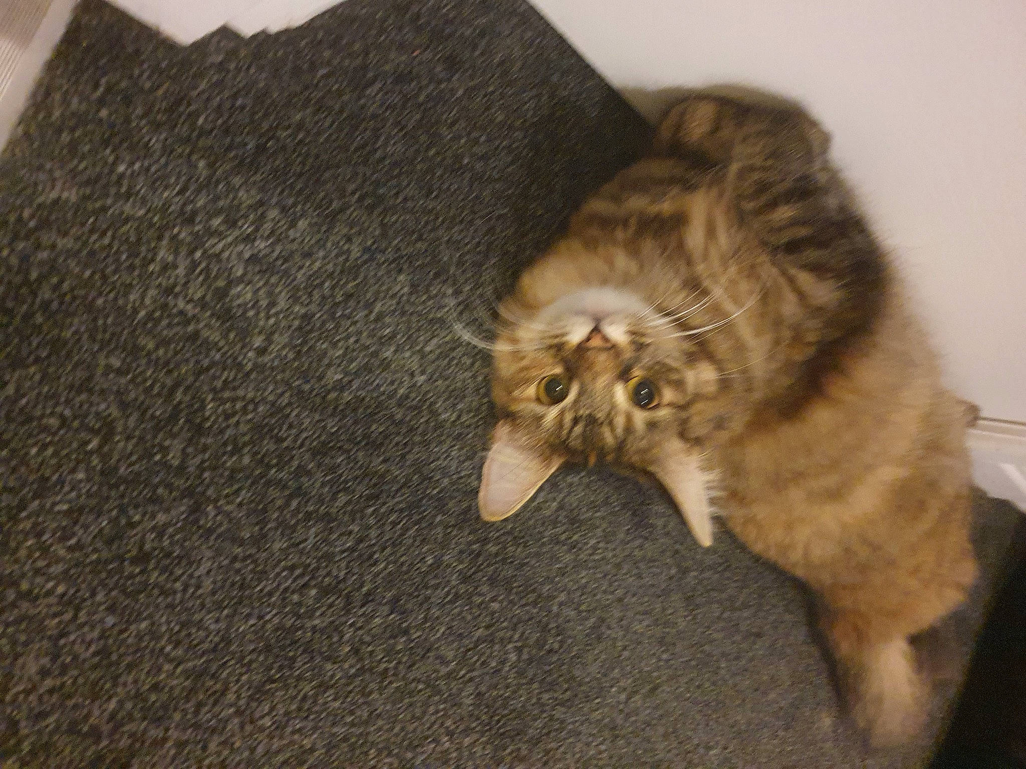 Moncia is registered to the contest to win money with this photo: canidae, carnivore, cat, claw, comfort, companion_dog, dog_breed, domestic_short_haired_cat, fawn, felidae, fur, paw, small_to_medium_sized_cats, tail, terrestrial_animal, whiskers