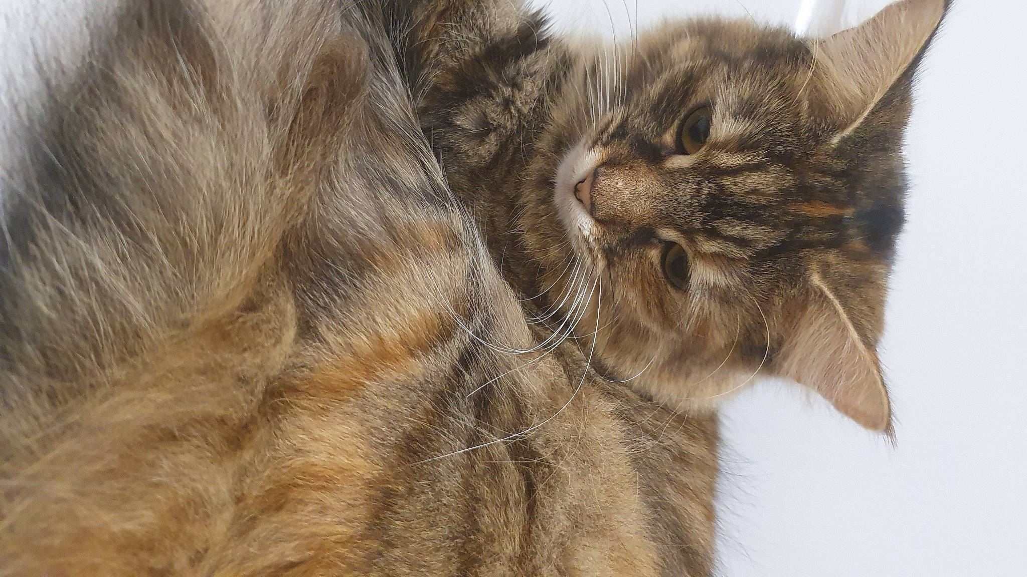 Bly And Moncia joined the competition — help win amazing prizes! carnivore, cat, claw, close_up, domestic_short_haired_cat, fawn, felidae, fur, paw, small_to_medium_sized_cats, snout, tail, terrestrial_animal, whiskers, wildlife