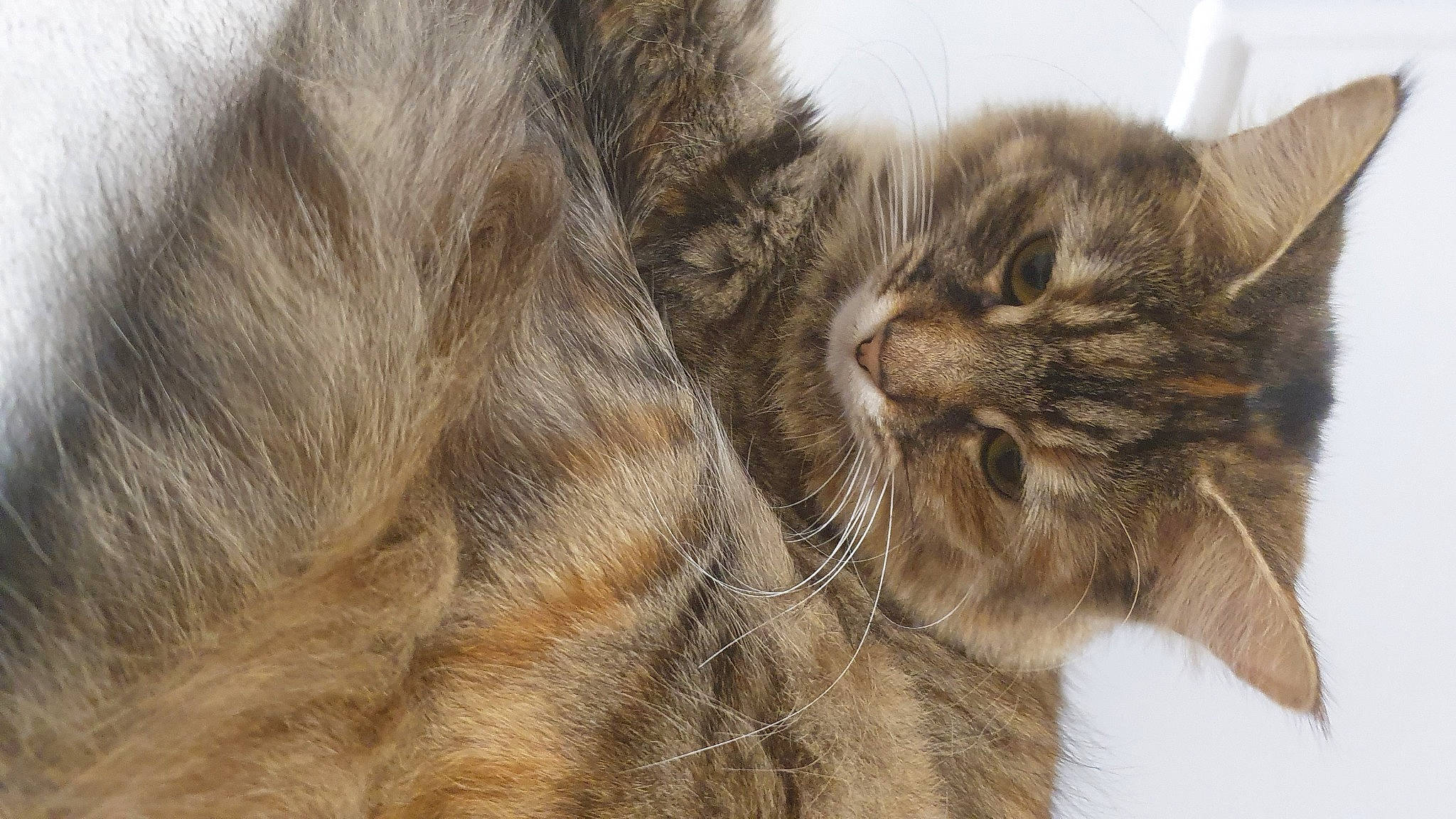 Bly And Moncia joined the competition — help win amazing prizes! brown, carnivore, cat, claw, close_up, domestic_short_haired_cat, felidae, fur, paw, small_to_medium_sized_cats, tail, terrestrial_animal, whiskers, wildlife