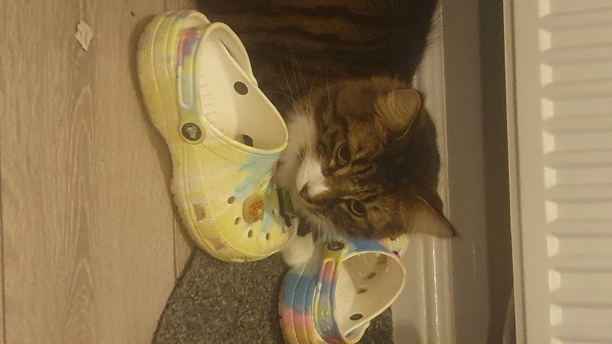 Bly And Moncia is registered to the contest to win money with this photo: carnivore, cat, chair, comfort, domestic_short_haired_cat, door, fawn, felidae, flooring, fur, hardwood, house, musical_instrument, small_to_medium_sized_cats, tail, tree, visual_arts, whiskers, window, wood