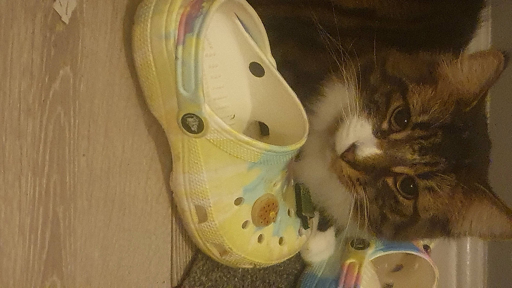 Bly And Moncia is registered to the contest to win money with this photo: carnivore, cat, circle, cup, domestic_short_haired_cat, drinkware, felidae, fur, mammal, paw, pet_supply, serveware, small_to_medium_sized_cats, tableware, tail, vertebrate, whiskers, wood