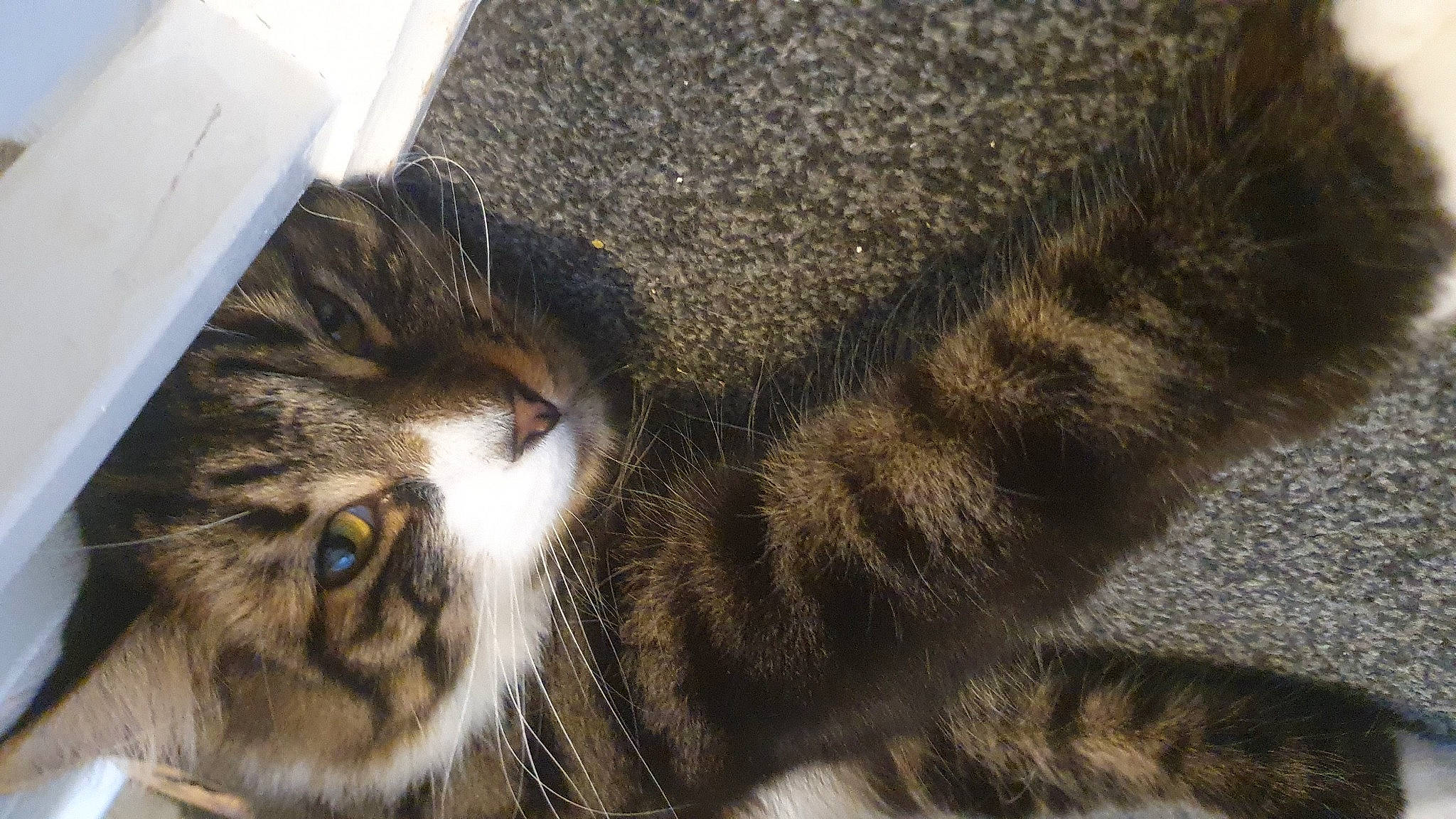 Bly is registered to the contest to win money with this photo: carnivore, cat, claw, comfort, domestic_short_haired_cat, eye, felidae, fur, paw, small_to_medium_sized_cats, snout, tail, terrestrial_animal, whiskers