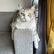 Romy participe au concours pour gagner de l'argent avec cette photo : cat, feline, pet, indoor, couch, gray_couch, armrest, green_eyes, fluffy, long_hair, curtains, yellow_curtain, gray_curtain, metal_decor, relaxed, animal, domestic_animal, whiskers, resting, looking