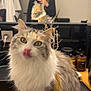 Romy a rejoint le concours — aidez-le/la à gagner de superbes lots ! cat, fluffy, green_eyes, licking_nose, mirror, person, selfie, indoor, wooden_surface, hairbrush, jars, clothing, reflection, furniture, home, cute, pet, domestic_animal, cozy, casual