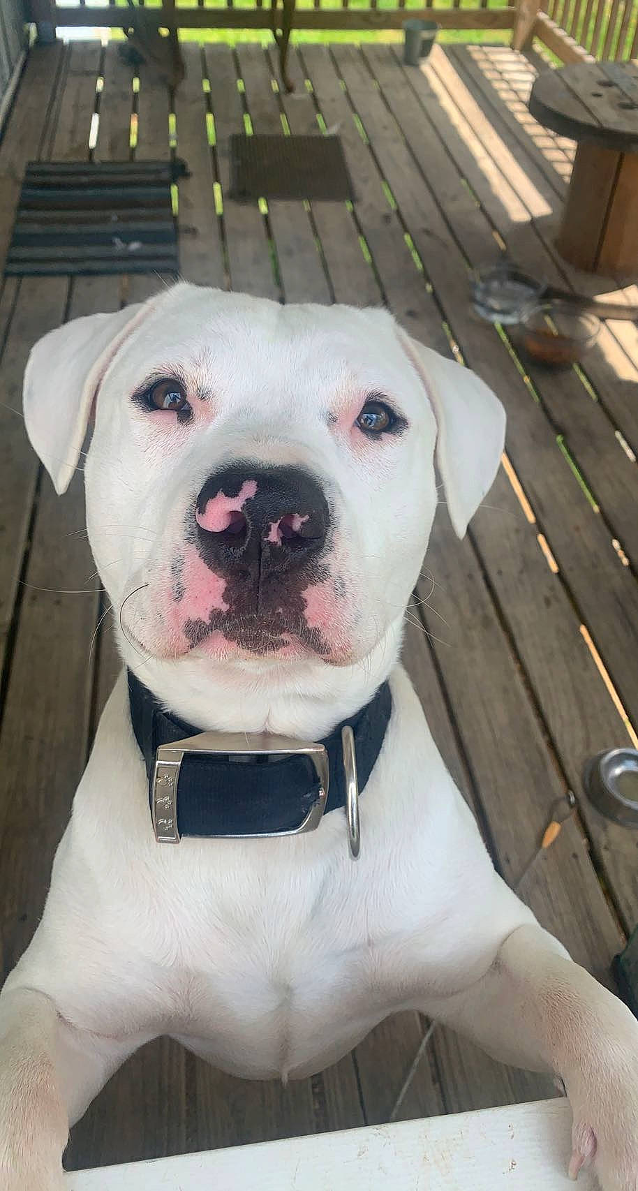 Bolt joined the competition — help win amazing prizes! canidae, carnivore, collar, companion_dog, dog, dog_breed, dog_collar, dogo_guatemalteco, fawn, fur, guard_dog, molosser, pet_supply, pit_bull, snout, sporting_group, terrestrial_animal, whiskers, working_animal, working_dog