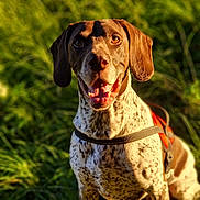Wilson participe au concours pour gagner de l'argent avec cette photo : dog, canine, pet, animal, outdoor, grass, harness, brown, white, spotted, ears, happy, smiling, sunlight, nature, portrait, sitting, daytime, closeup, friendly