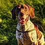 dog, canine, pet, animal, outdoor, grass, harness, brown, white, spotted, ears, happy, smiling, sunlight, nature, portrait, sitting, daytime, closeup, friendly