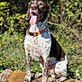 Wilson participe au concours pour gagner de l'argent avec cette photo : dog, animal, outdoor, tree_stump, tongue_out, collar, brown_and_white, happy, nature, greenery, sunlight, sitting, pet, canine, forest, leaf, summer, spot, mammal, daytime