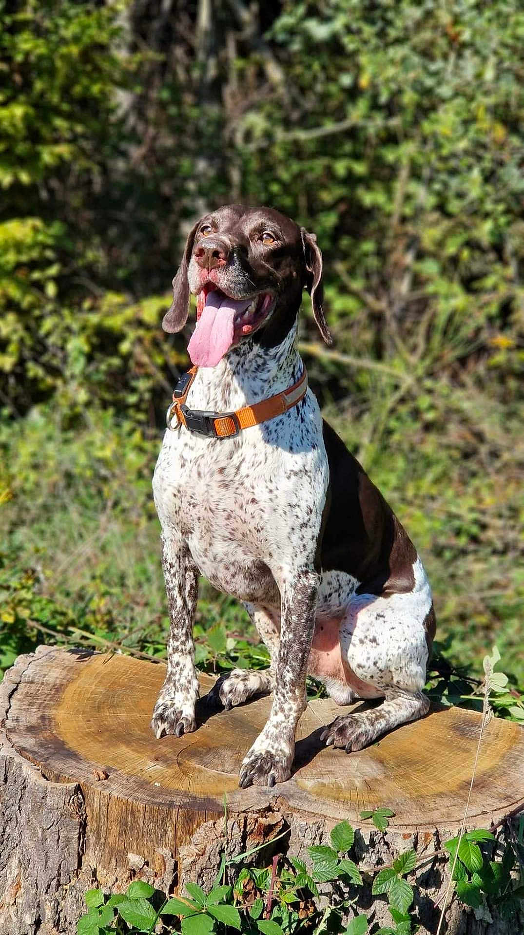 Wilson participe au concours pour gagner de l'argent avec cette photo : dog, animal, outdoor, tree_stump, tongue_out, collar, brown_and_white, happy, nature, greenery, sunlight, sitting, pet, canine, forest, leaf, summer, spot, mammal, daytime