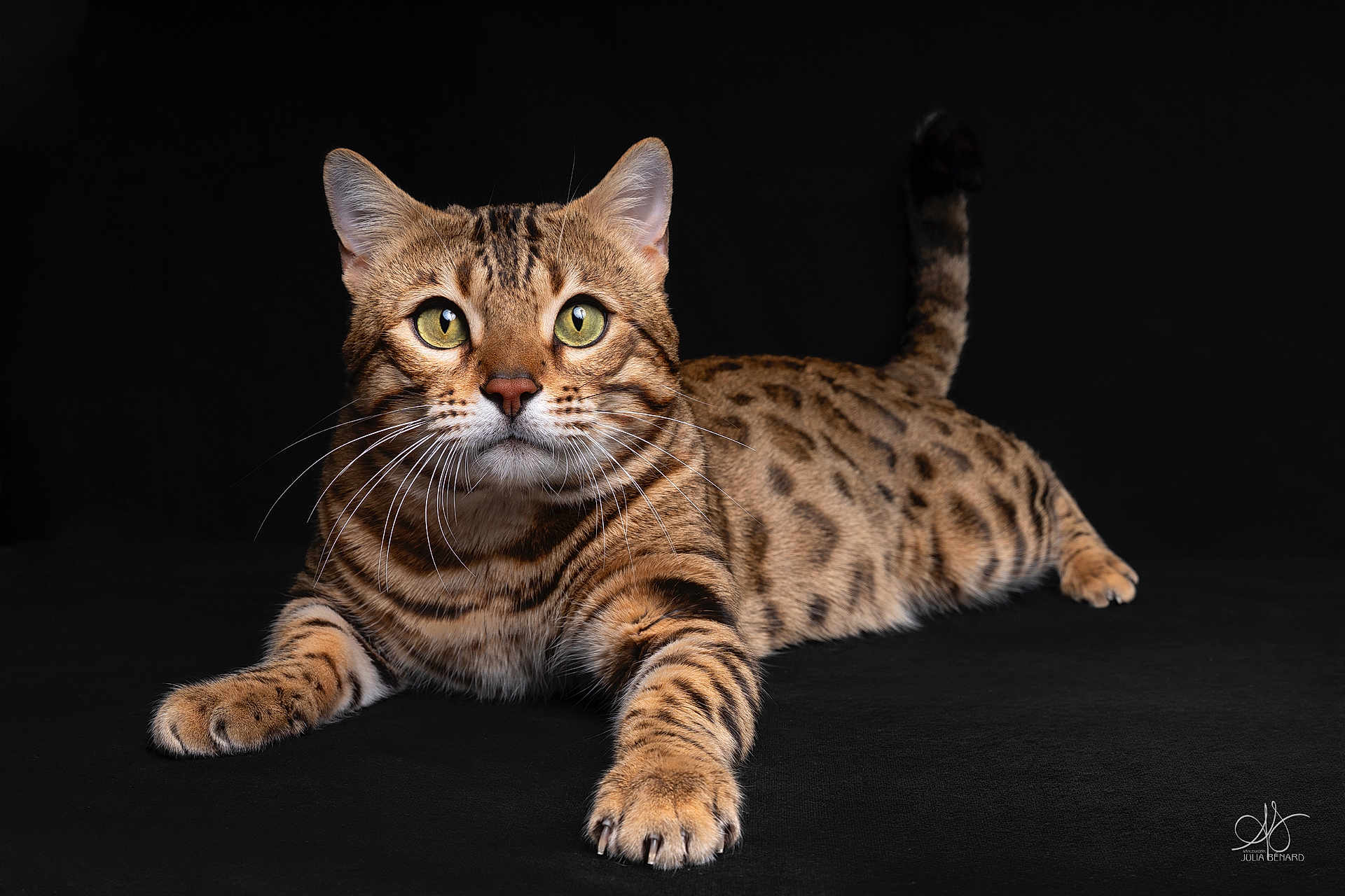 Pardus Dei Under participe au concours pour gagner de l'argent avec cette photo : bengal_cat, cat, animal, pet, feline, green_eyes, spotted_fur, whiskers, paw, tail, portrait, studio, black_background, close_up, lying_down, looking, alert, domestic_cat, mammal, fur