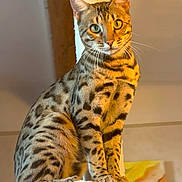 Didier Guibaud a rejoint le concours — aidez-le/la à gagner de superbes lots ! cat, spotted_cat, animal, pet, indoor, feline, whiskers, ears, perch, fluffy, fur, patterned_fur, eyes, sitting, portrait, closeup, domestic_cat, cute, mammal, alert