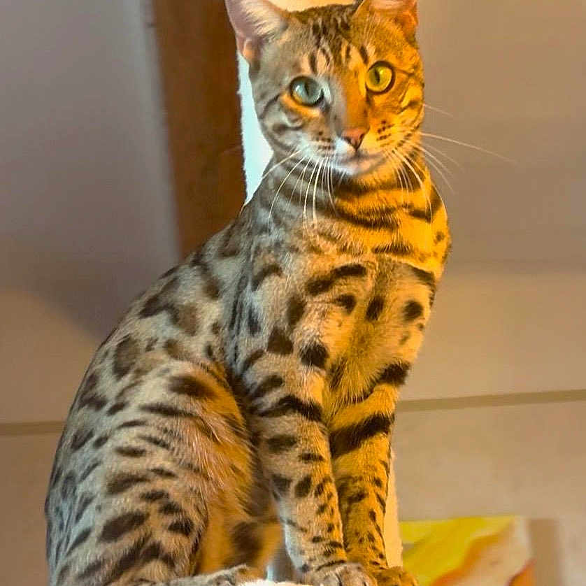 Didier Guibaud a rejoint le concours — aidez-le/la à gagner de superbes lots ! alert, animal, cat, closeup, cute, domestic_cat, ears, eyes, feline, fluffy, fur, indoor, mammal, patterned_fur, perch, pet, portrait, sitting, spotted_cat, whiskers
