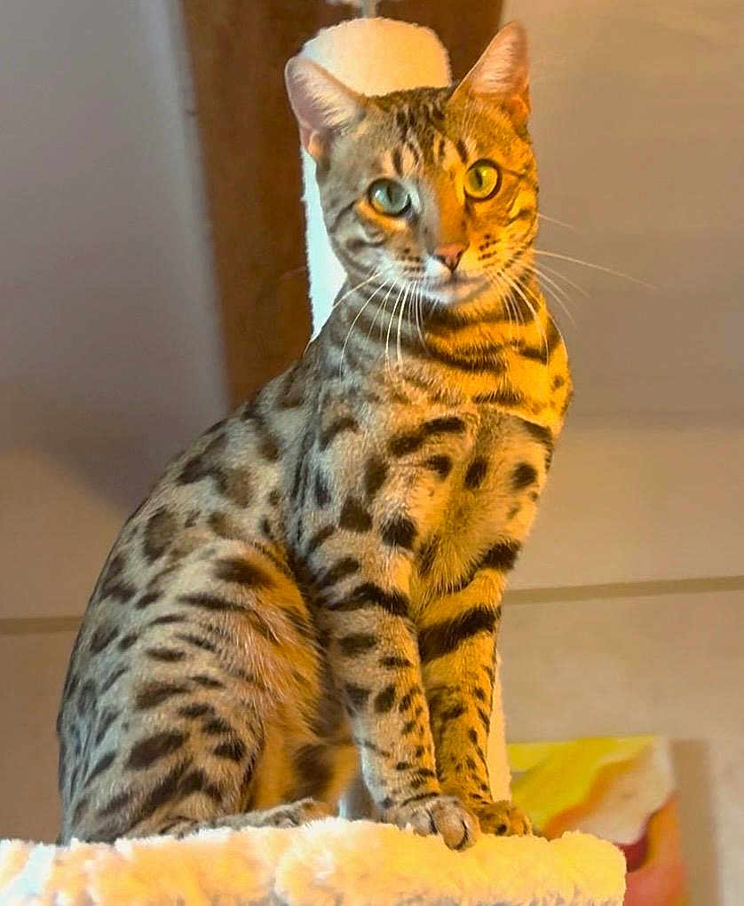 Didier Guibaud a rejoint le concours — aidez-le/la à gagner de superbes lots ! cat, spotted_cat, animal, pet, indoor, feline, whiskers, ears, perch, fluffy, fur, patterned_fur, eyes, sitting, portrait, closeup, domestic_cat, cute, mammal, alert