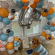 Maverick joined the competition — help win amazing prizes! dog, golden_retriever, balloon_arch, birthday, indoor, sweater, paw_print, gift_bag, number_balloon, carpet, window, decorations, party, celebration, blue, orange, white, gray, pet, mat