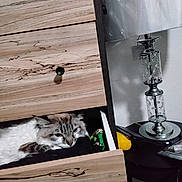Cream joined the competition — help win amazing prizes! cat, fluffy_cat, drawer, dresser, furniture, home, indoors, portrait, pet, animal, feline, long_hair, blue_eyes, sleeping_area, wood, candleholder, decor, black_surface, cozy, curious