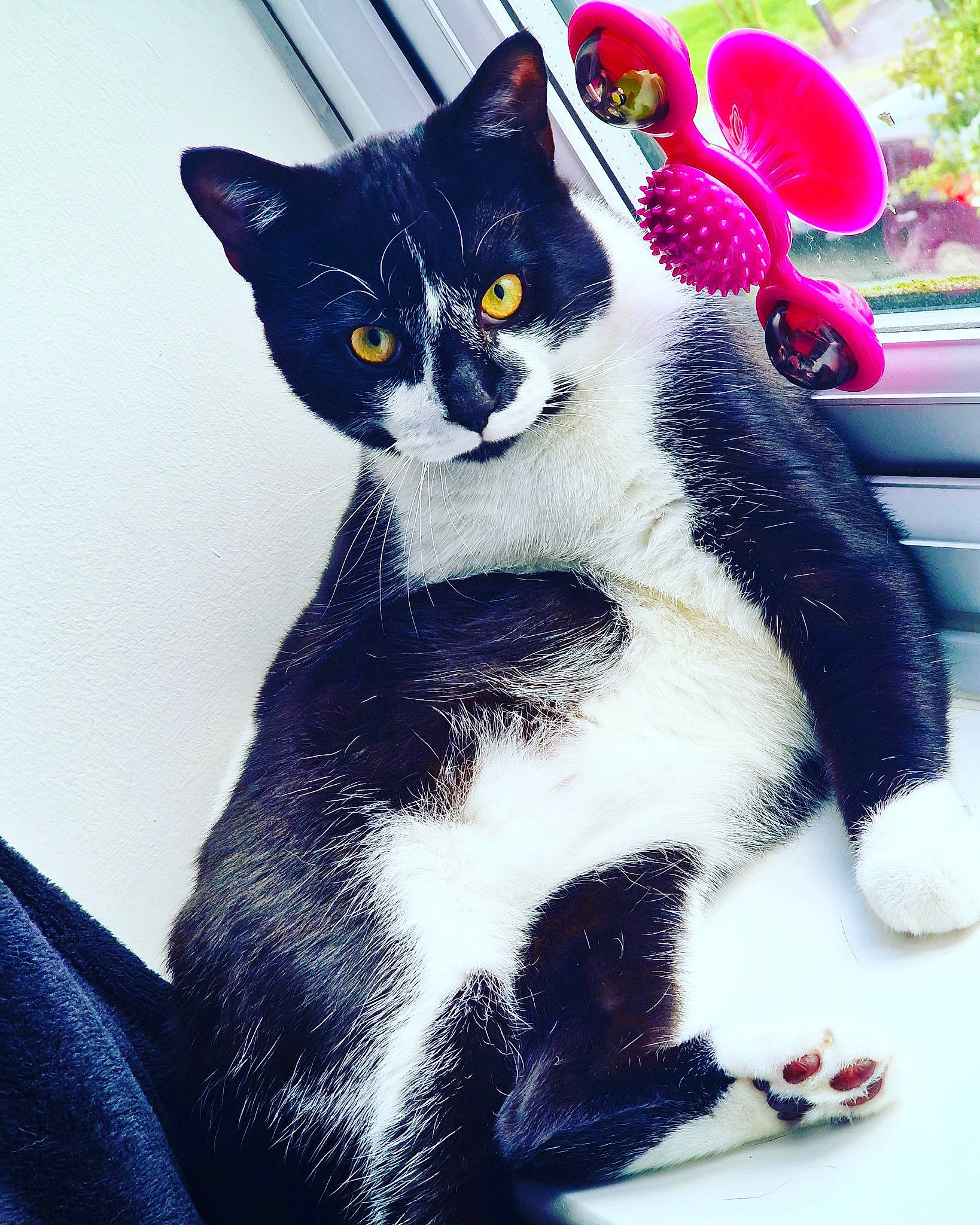 Nox joined the competition — help win amazing prizes! black_cat, carnivore, cat, claw, comfort, domestic_short_haired_cat, electric_blue, eye, felidae, foot, fur, lap, paw, plant, sitting, small_to_medium_sized_cats, snout, tail, tree, whiskers