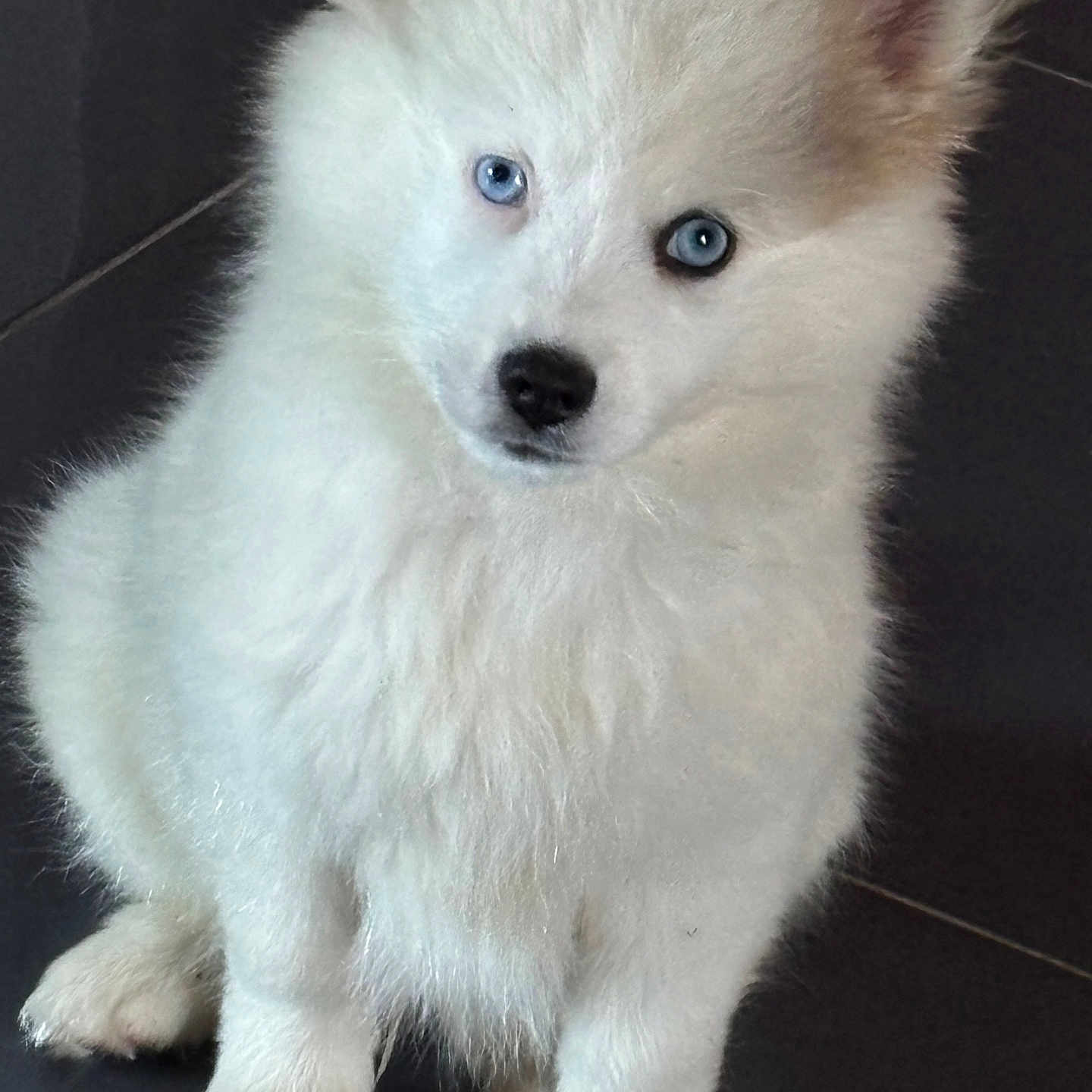 Ayko a rejoint le concours — aidez-le/la à gagner de superbes lots ! puppy, dog, white_fur, blue_eyes, fluffy, pet, animal, cute, young_dog, indoor, sitting, adorable, furry, canine, portrait, looking, curious, domestic_animal, small_dog, floor