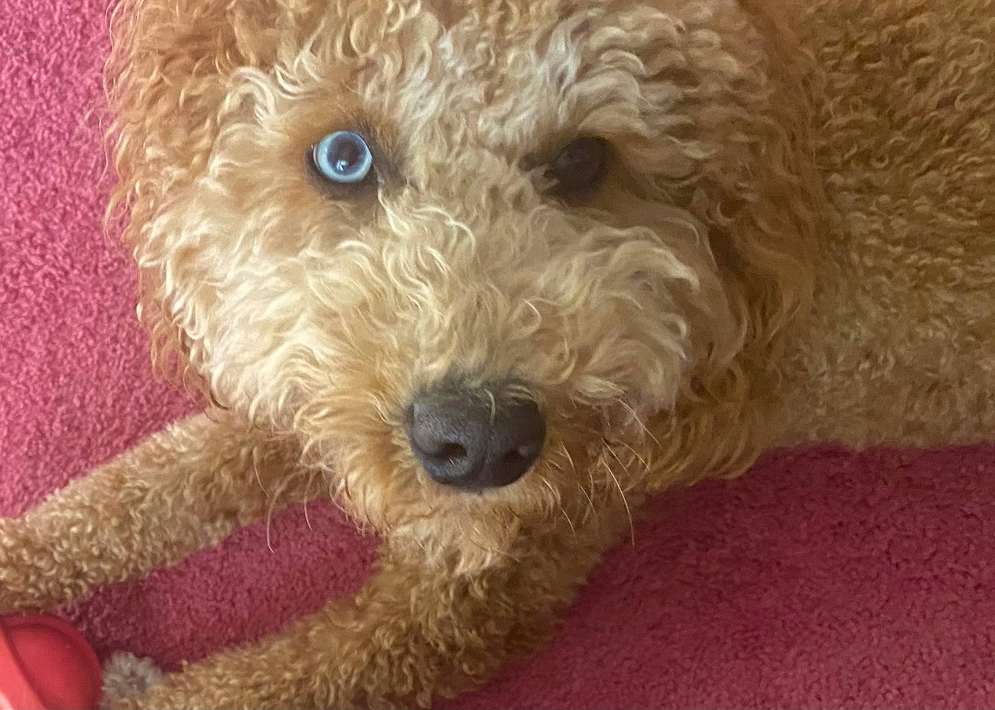 Gypsy joined the competition — help win amazing prizes! canidae, carnivore, companion_dog, dog, dog_breed, fur, labradoodle, maltepoo, non_sporting_group, poodle_crossbreed, small_terrier, snout, sporting_group, stuffed_toy, terrestrial_animal, terrier, toy, toy_dog, water_dog, working_animal