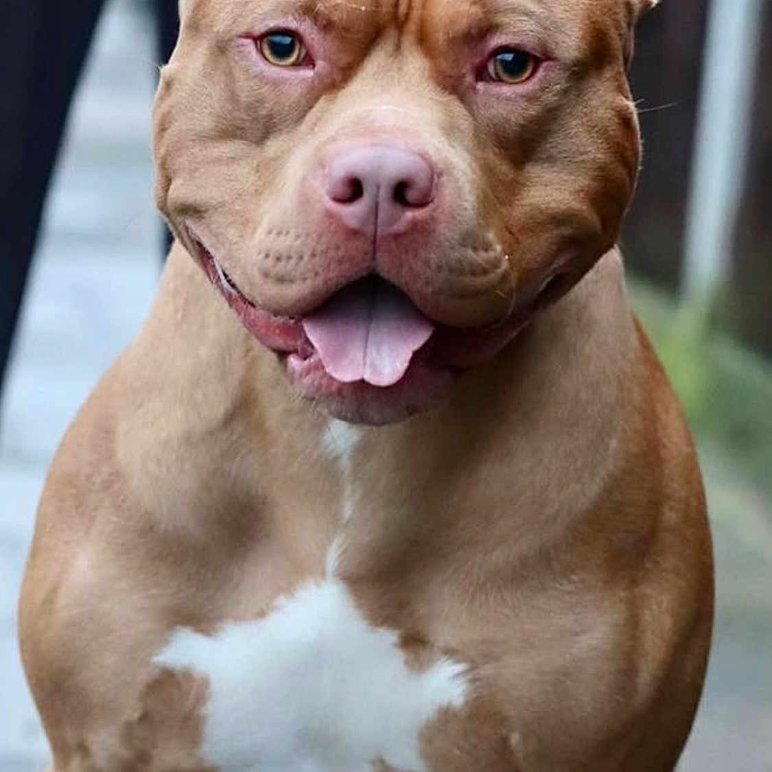 Caesar joined the competition — help win amazing prizes! animal, bostonbull, boxer, bulldog, canine, dog, frenchbulldog, pet, pitbull, puppy, snout