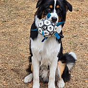Arlow a rejoint le concours — aidez-le/la à gagner de superbes lots ! dog, toy, soccer_ball, outdoor, grass, pet, animal, playful, sitting, black, white, brown, fur, ears, tail, cute, canine, nature, daylight, looking