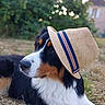 Arlow participe au concours pour gagner de l'argent avec cette photo : dog, canine, animal, pet, outdoor, grass, hat, straw_hat, accessory, black_fur, white_fur, brown_fur, portrait, lying_down, nature, blurred_background, house, summer, calm, thoughtful