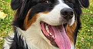 Arlow participe au concours pour gagner de l'argent avec cette photo : dog, bernese_mountain_dog, tongue_out, happy, outdoor, grass, leaves, pet, animal, fur, black, white, brown, portrait, canine, nature, summer, closeup, cute, friendly