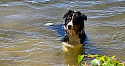 Arlow participe au concours pour gagner de l'argent avec cette photo : animal, canine, daylight, dog, fur, greenery, lake, leaves, mammal, nature, outdoor, pet, portrait, recreation, ripples, river, shore, summer, water, wet