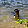 Arlow participe au concours pour gagner de l'argent avec cette photo : dog, water, lake, outdoor, animal, pet, nature, ripples, wet, canine, summer, greenery, leaves, shore, daylight, mammal, fur, portrait, river, recreation
