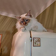 Alma participe au concours pour gagner de l'argent avec cette photo : cat, feline, fluffy_cat, blue_eyes, long_hair, pet, refrigerator, appliance, magnet_sticker, indoor, home, cozy, portrait, paw, ears, ceiling, shadow, curious, perched, warm_lighting