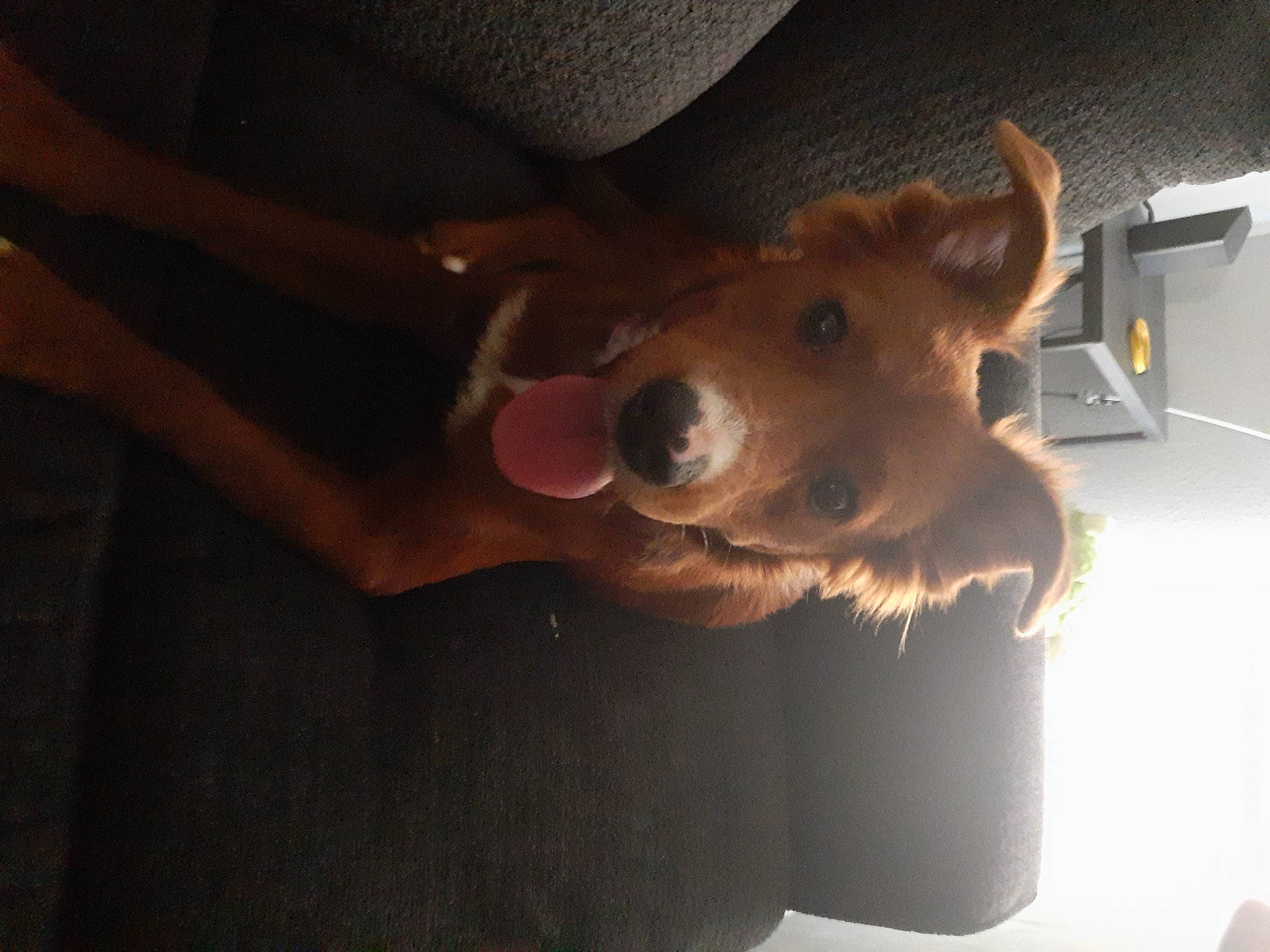 Foxy is registered to the contest to win money with this photo: canidae, carnivore, companion_dog, dog, dog_breed, ear, elbow, eyewear, fawn, fur, gesture, jaw, non_sporting_group, selfie, snout, sporting_group, toy_dog, whiskers, working_animal