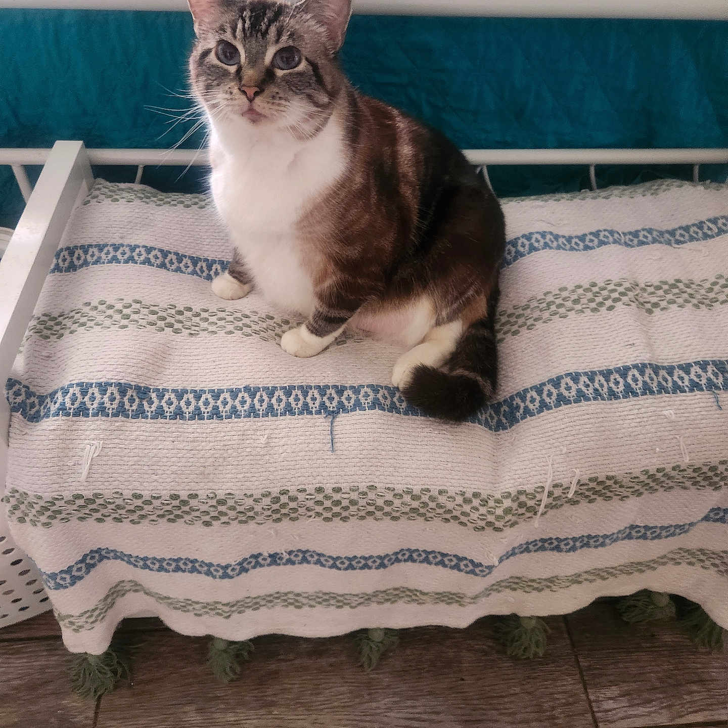 Corina joined the competition — help win amazing prizes! animal, bedspread, bench, blanket, blue_eyes, cat, cozy, cute, feline, fur, home, indoor, pet, relaxed, sitting, striped_fur, teal, whiskers, white_paws, wooden_floor