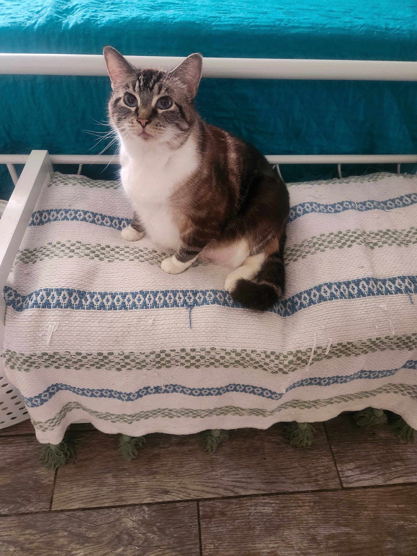 Corina joined the competition — help win amazing prizes! animal, bedspread, bench, blanket, blue_eyes, cat, cozy, cute, feline, fur, home, indoor, pet, relaxed, sitting, striped_fur, teal, whiskers, white_paws, wooden_floor
