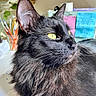 Truffle is registered to the contest to win money with this photo: cat, black_cat, long_hair, fluffy, green_eyes, whiskers, animal, pet, portrait, close_up, indoor, desk, art_supplies, paintbrushes, shelves, sticky_notes, plant, home, alert, side_profile