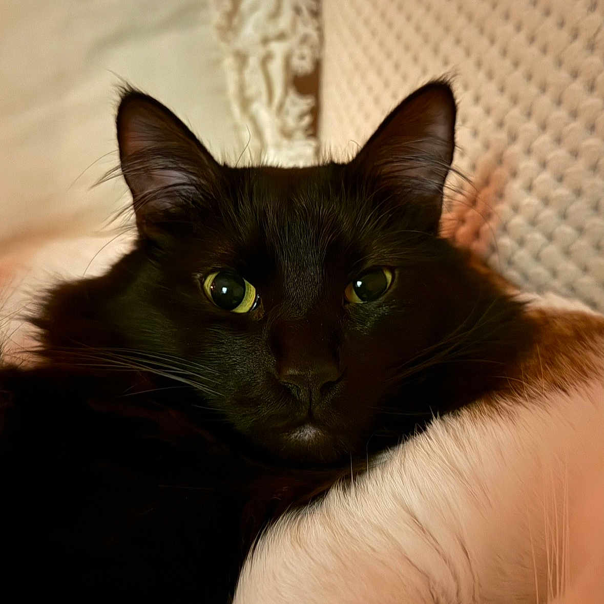 Truffle