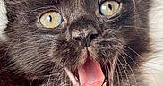 Truffle joined the competition — help win amazing prizes! cat, kitten, black_cat, fluffy, long_hair, feline, animal, pet, golden_eyes, open_mouth, pink_tongue, whiskers, ears, fur, close_up, portrait, indoor, adorable, funny, expressive