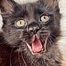 cat, kitten, black_cat, fluffy, long_hair, feline, animal, pet, golden_eyes, open_mouth, pink_tongue, whiskers, ears, fur, close_up, portrait, indoor, adorable, funny, expressive