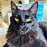 Truffle joined the competition — help win amazing prizes! black_cat, cat, feline, pet, long_hair, fluffy, whiskers, yellow_eyes, green_eyes, ear_tufts, portrait, close_up, animal, indoors, home, shelf, background, fur, alert, regal