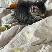 Gucci participe au concours pour gagner de l'argent avec cette photo : animal, bed, blanket, cat, furniture, kitten, manx, person, pet, quilt, sleeping