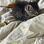 animal, bed, blanket, cat, furniture, kitten, manx, person, pet, quilt, sleeping