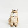 Mishka joined the competition — help win amazing prizes! animal, cat, collar, curious, cute, domestic_animal, ears, eyes, feline, fluffy, indoor, isolated, pet, portrait, sitting, small, soft_fur, studio, whiskers, white_background